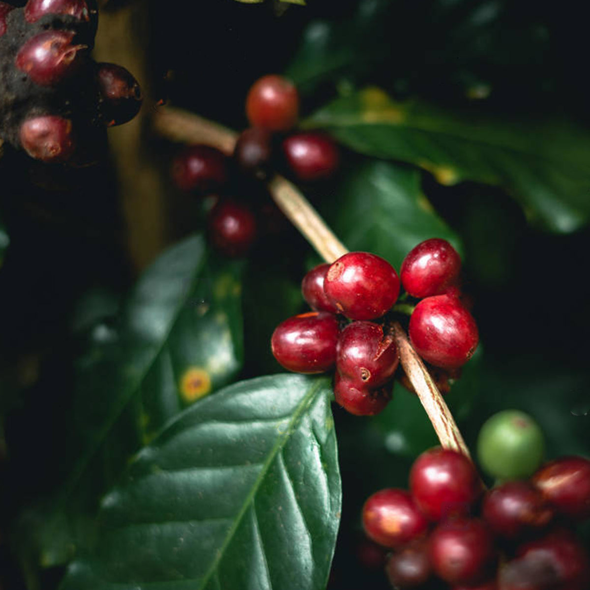From There to Here: Coffee Farms & Co-Ops