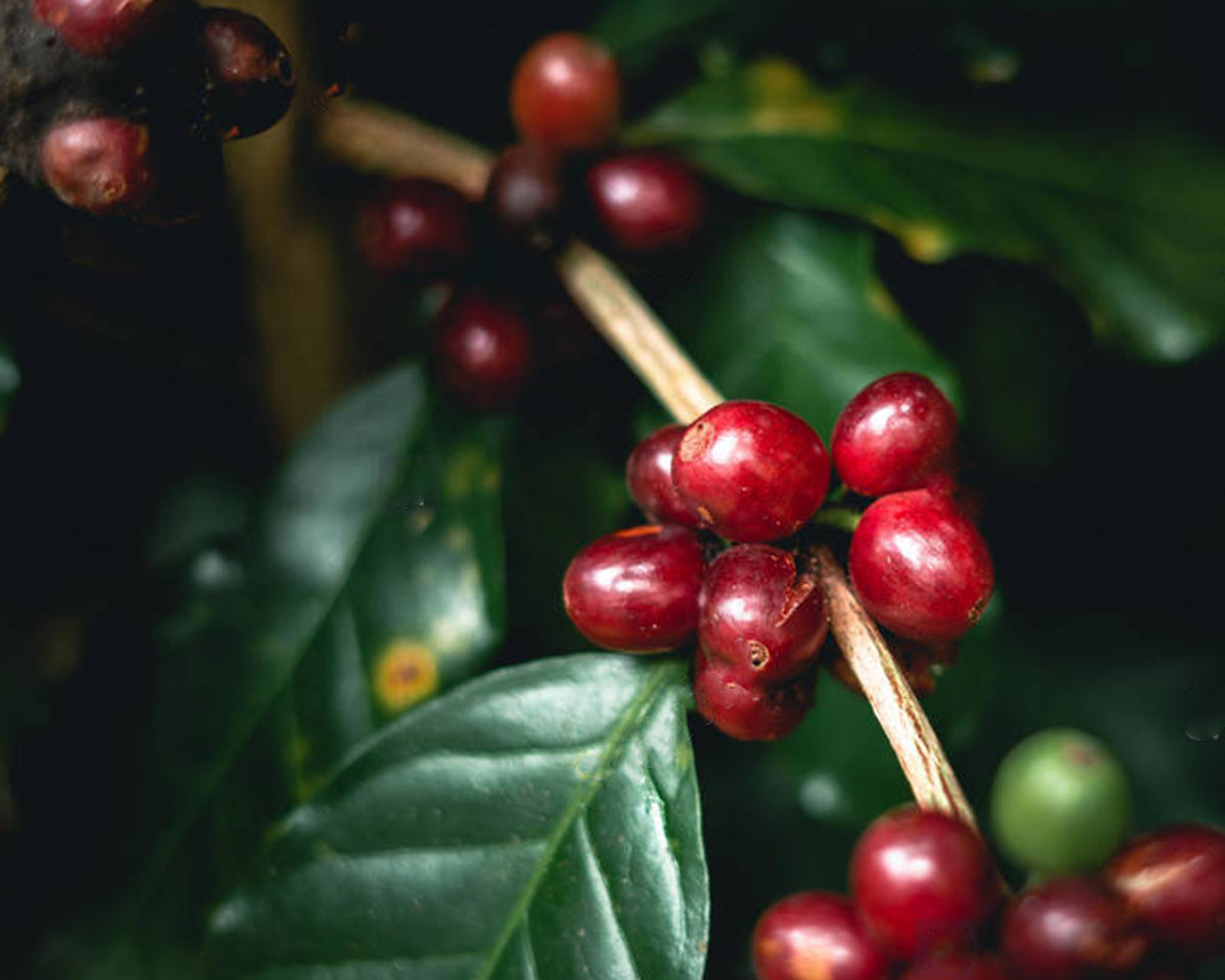 From There to Here: Coffee Farms & Co-Ops