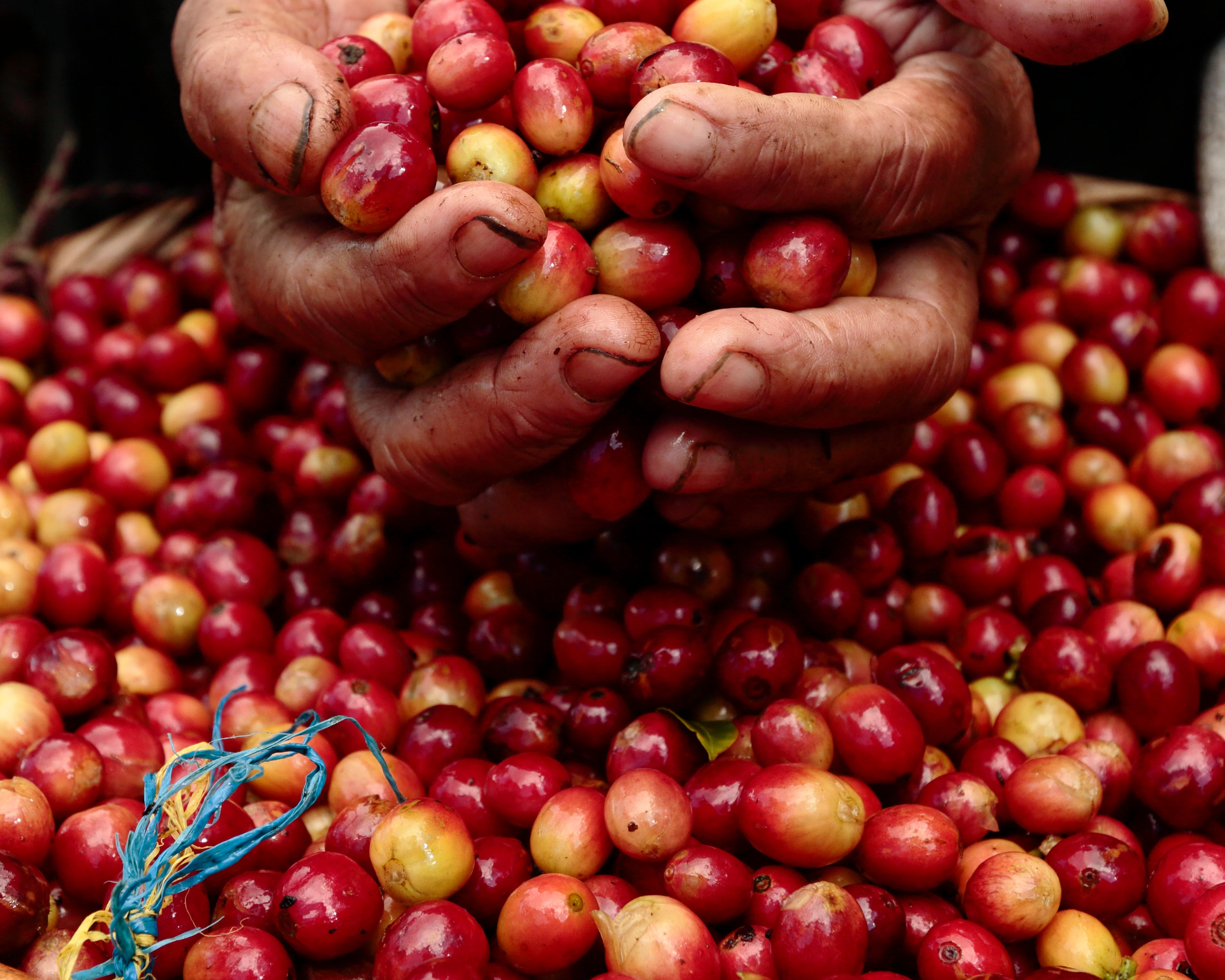 Climate Change and Coffee - Black River Roasters