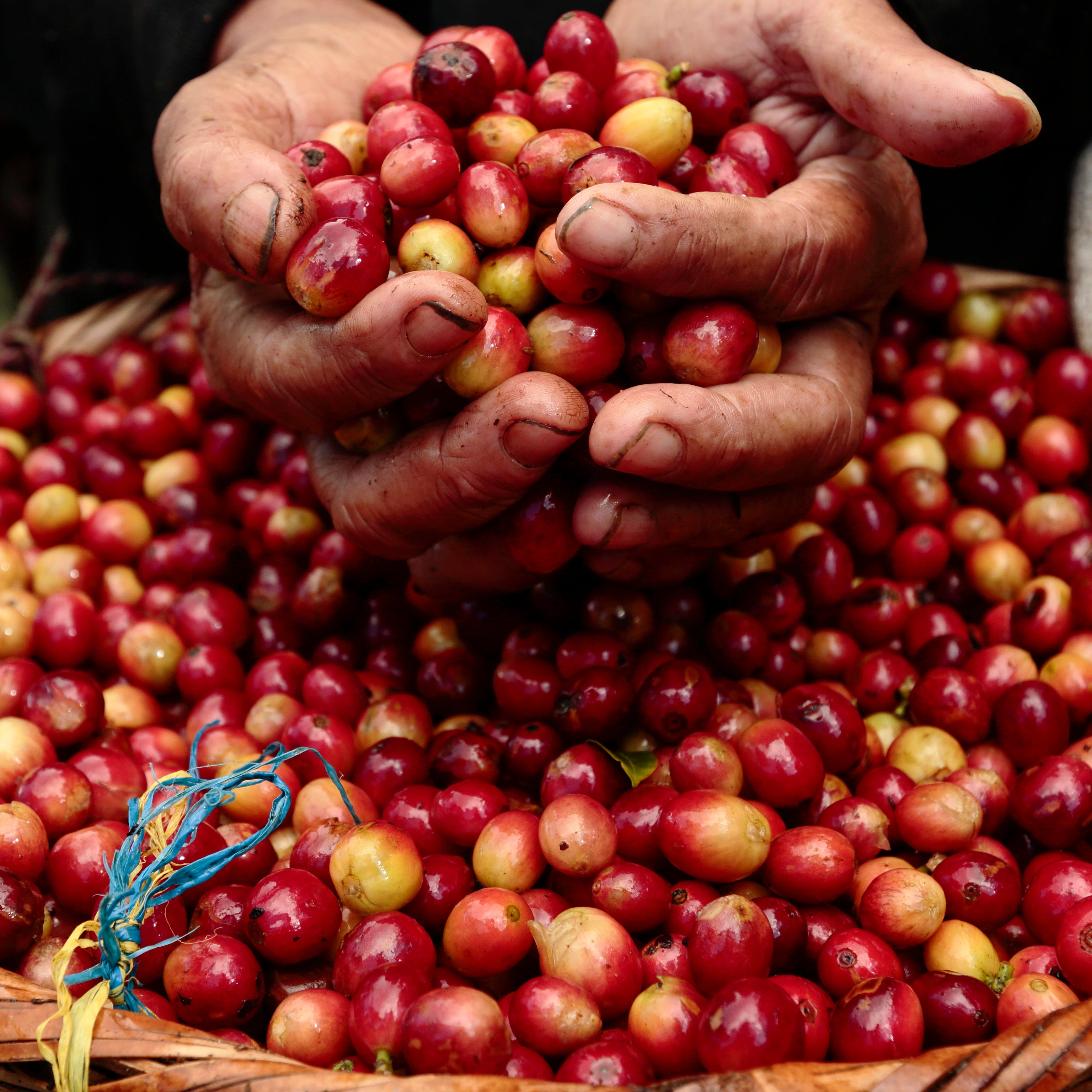 Climate Change and Coffee - Black River Roasters